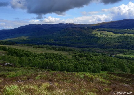 Juniper and silver birch trees at Coille Dundreggan